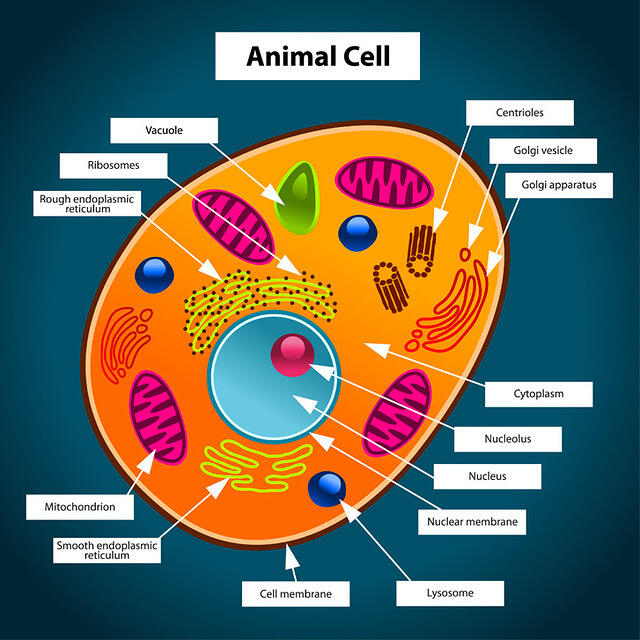 Animal_Cell