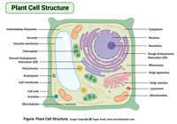 Plant-Cell