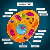 Animal_Cell