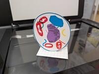 Animal_Cell_Visualizations