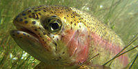 fish rainbow-trout tom-koerner-FWSGOV 600x300
