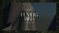 wk8 comosowofa flyingbird