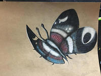 19 butterflyStudy
